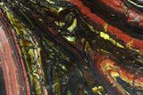 Polished Tiger Iron Stromatolite - ( Billion Years) #75822-1